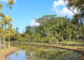 Část mauricijské botanické zahrady Pamplemousses