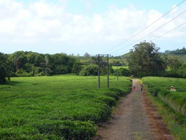 Mauricijské čajové plantáže Bois Chéri